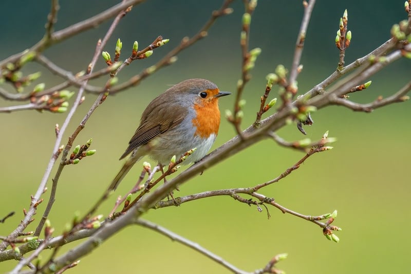 Birdwatching in nature